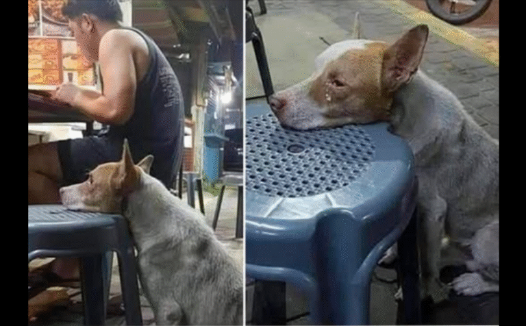 💔A Hungry Dog Resting Its Head on a Chair in a Restaurant, Patiently Waiting for a Kind Soul to Share a Meal!😞😓 – petcutes