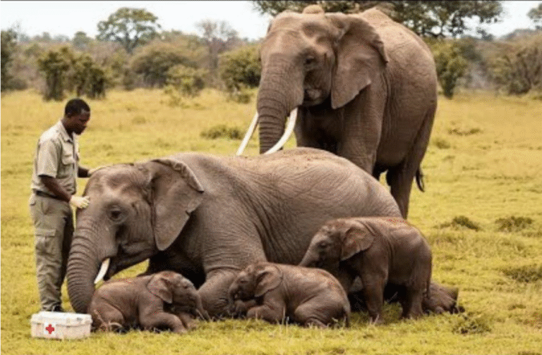 Elephant Gives Birth To Rare Twins – Then Something Truly Amazing Happened! – petcutes