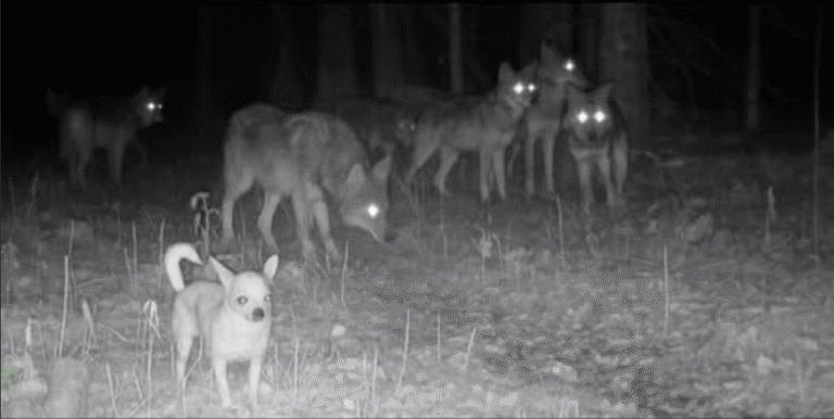 Chihuahua Joins Wolf Pack Caught on Camera!