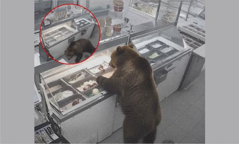 Bear breaks into ice Cream Store, Eats until he p@sses out!