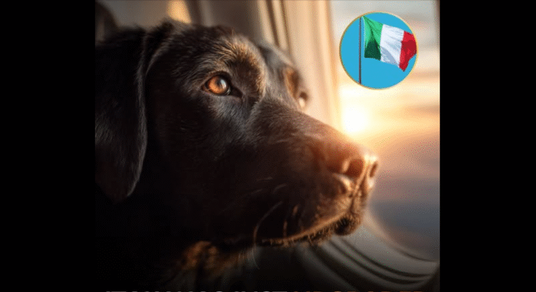 Italy gave Dogs the green light to board regular Flights! – petcutes
