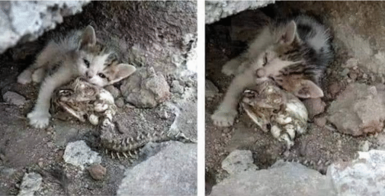 Kitten Found Sleeping Beside Mother Who Had Pa.ss.ed Aw.ay! – petcutes