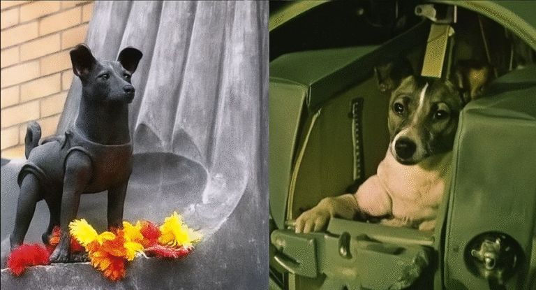 🌌 67 Years ago, Laika was sent into Space!
