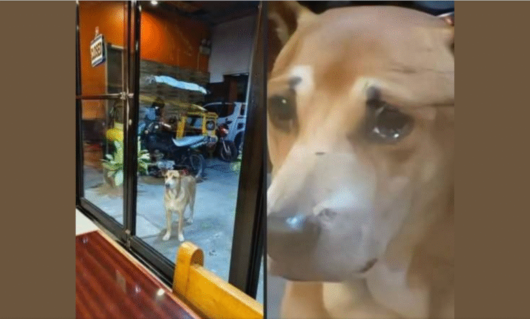 In the middle of a quiet night in Koronadal City, a brown Dog waited outside a Stall! – petcutes