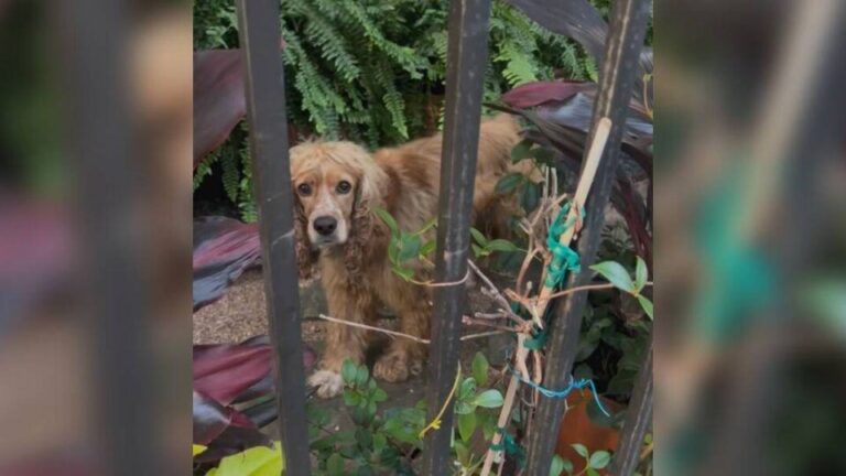 Trapped Behind a Fence, A Forgotten Dog Begs Silently for Someone to Care