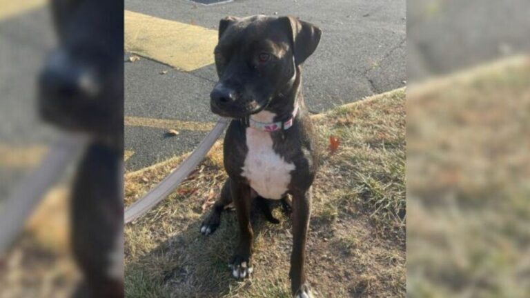Eight Goodbyes Later, The World’s Loneliest Dog Is Still Searching for Home