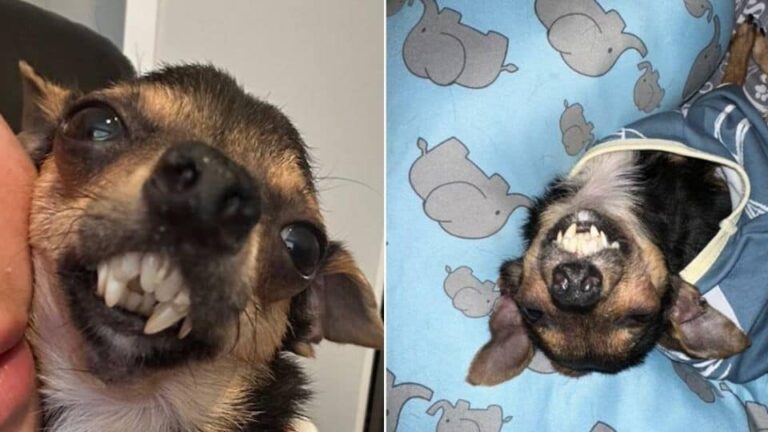 Little Pup With Special Needs Finds Joy in a Forever Home