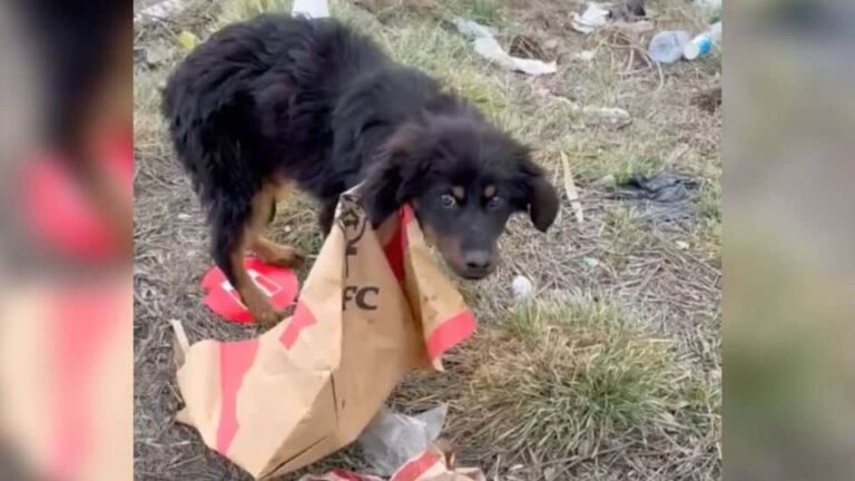 How a Flat Tire Led to the Rescue of an Abandoned Dog in Bulgaria