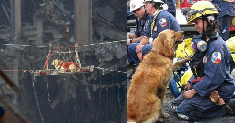 In Moments of unimaginable Cha.os and He.artbre.ak, Dogs reminded us that Heroism doesn’t always roar!