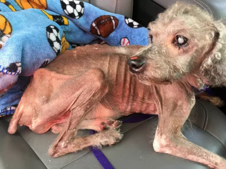 Neglected and Malnourished, a Dog Struggled to Remember How to Eat